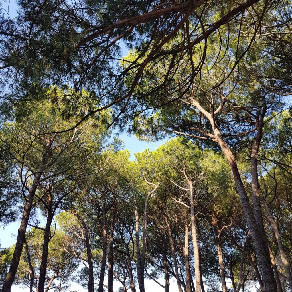 pinus pinaster pino marittimo